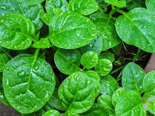 Rau mồng tơi