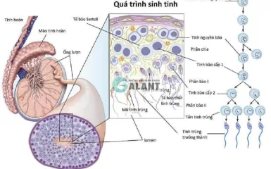 Quá trình hình thành tinh trùng ở nam giới