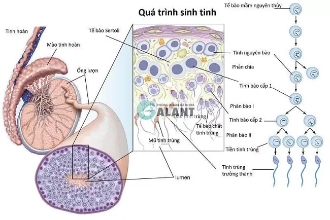 Quá trình hình thành tinh trùng
