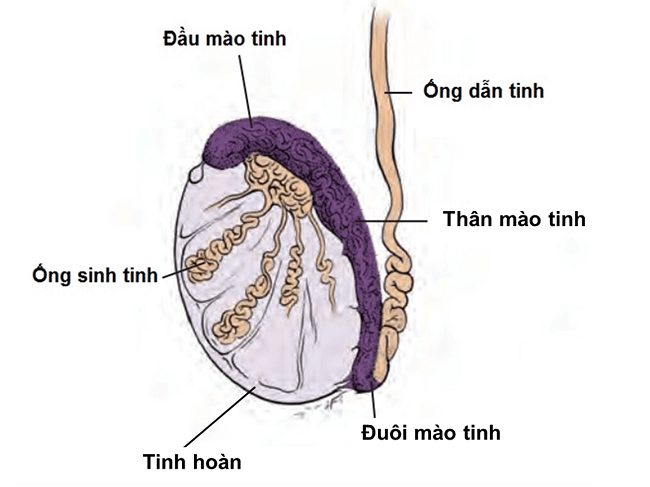 Tinh hoàn là nơi sản xuất ra tinh trùng