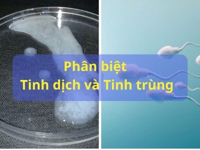 Tinh trùng, tinh dịch là gì? vai trò và sự khác biệt giữa chúng