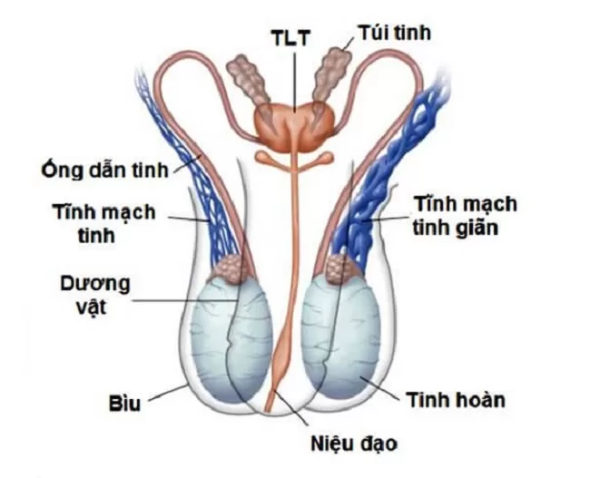 Túi tinh là nơi dự trữ phần lớn tinh trùng sau khi trưởng thành
