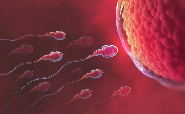Nam giới có tinh trùng dị dạng vẫn có thể thụ tinh tự nhiên