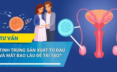 Chu kỳ tái tạo tinh trùng mất bao lâu