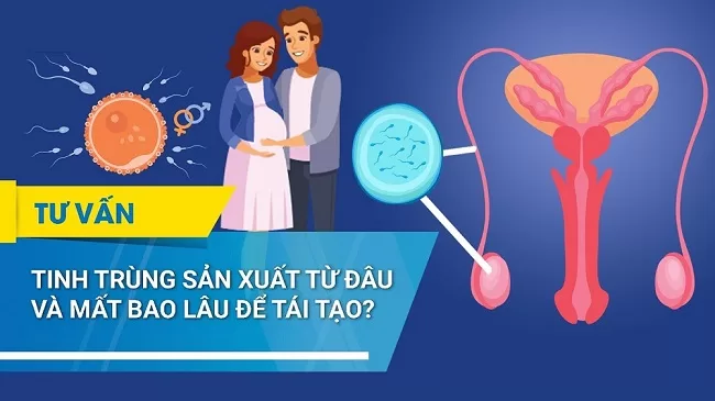 Tái tạo tinh trùng diễn ra như thế nào và số lượng bao nhiêu