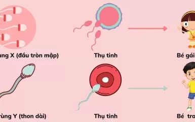 Tinh trùng X và Y: Quyết định khả năng sinh con trai hay con gái