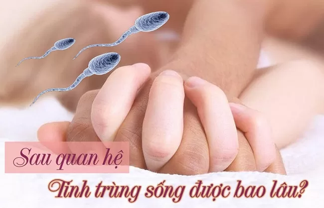 Sức sống của tinh trùng góp phần quyết định khả năng thụ thai