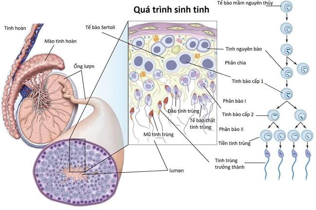 Quá trình sinh tinh