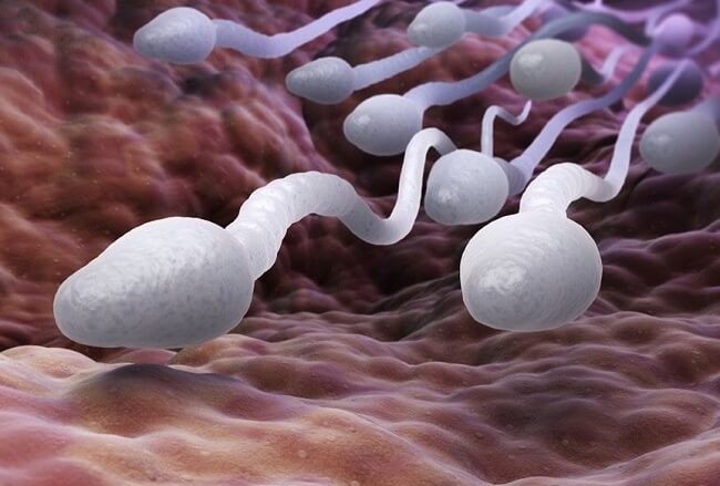 Acid folic tăng chất lượng tinh trùng, cải thiện khả năng sinh sản nam giới