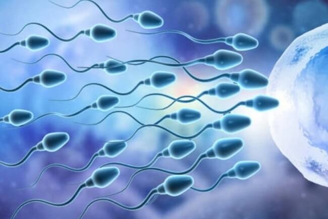 Myo-inositol cải thiện khả năng sinh sản của nam giới