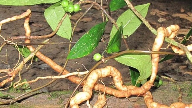 Cây ba kích trị xuất tinh sớm