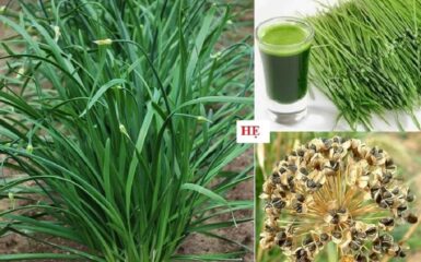 Chữa xuất tính sớm bằng lá hẹ: Ưu - nhược điểm