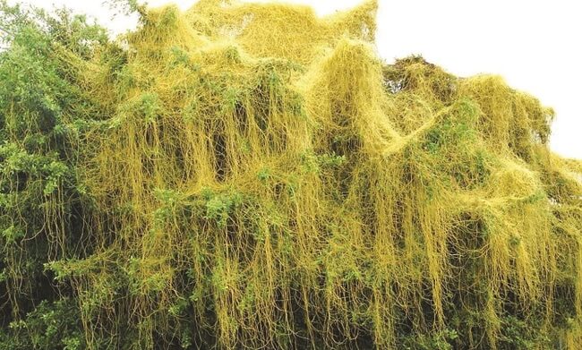 Dây tơ hồng trị xuất tinh sớm