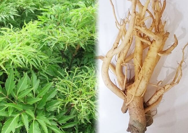 Rễ đinh lăng chữa xuất tinh sớm