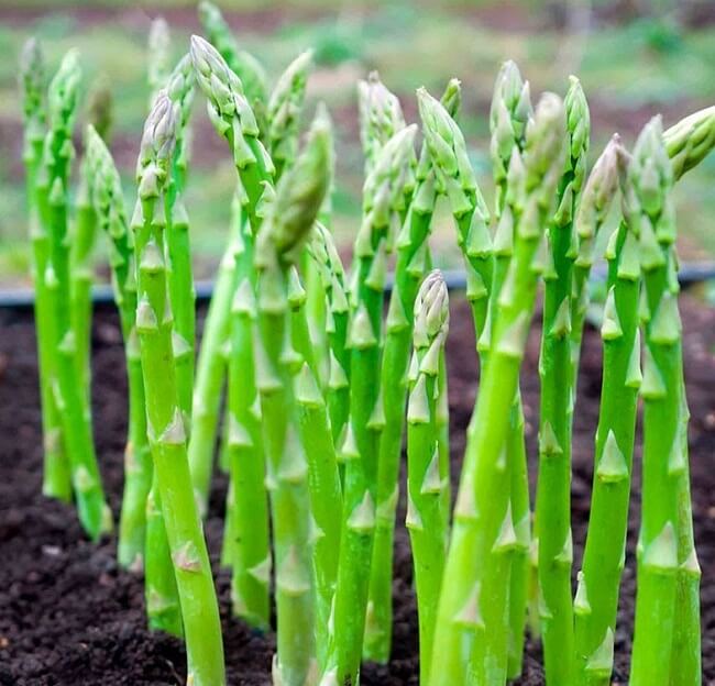 Măng tây trị xuất tinh sớm