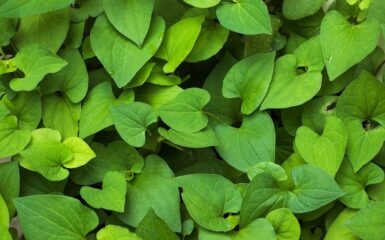 Thực hư dùng rau diếp cá chữa rối loạn cương dương