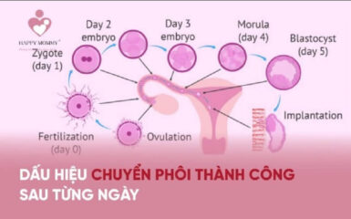 Nhận biết những dấu hiệu chuyển phôi thành công