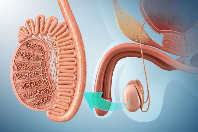 Tinh dịch lạnh có thể do nhiều bệnh lý ở cơ quan sinh sản gây nên