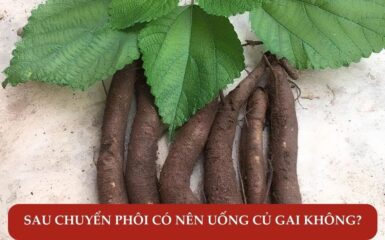 Giải đáp thắc mắc: Sau chuyển phôi có nên uống củ gai không?