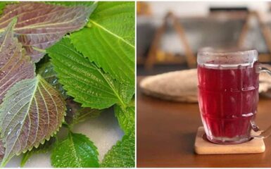 Tác dụng của lá tía tô với phụ nữ trước khi chuyển phôi