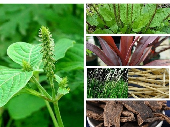 Các thành phần trong bài thuốc chữa yếu sinh lý bằng cây cỏ xước