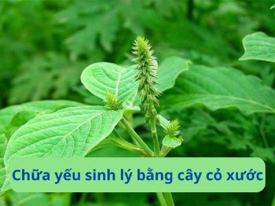 Bật mí cách chữa yếu sinh lý bằng cây cỏ xước đơn giản, hiệu quả