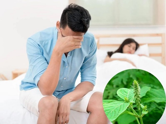 Chữa yếu sinh lý bằng cây cỏ xước liệu có hiệu quả?