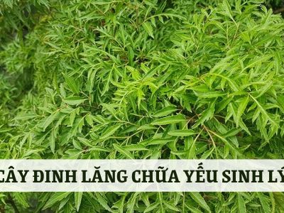 Tất tần tật 5 cách sử dụng đinh lăng chữa yếu sinh lý hiệu quả