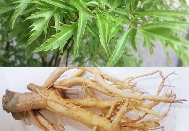 Hình ảnh lá và củ cây đinh lăng