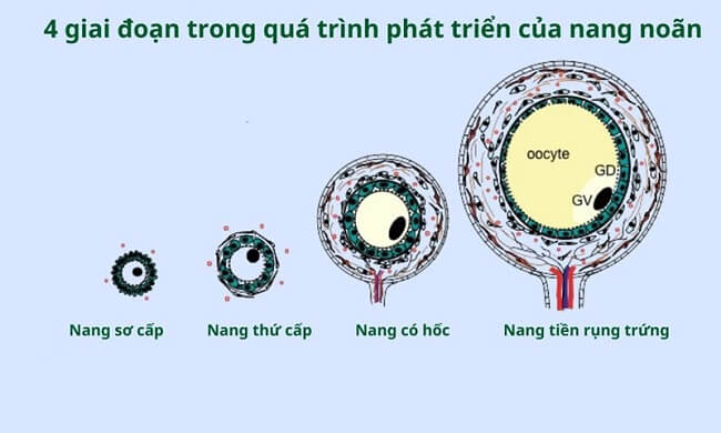 Letrozole kích thích sự phát triển của nang noãn