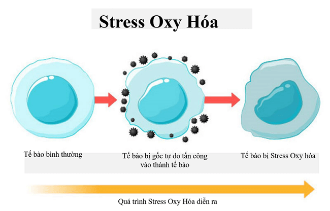 Qúa trình tác động của gốc tự do đến tế bào khỏe mạnh