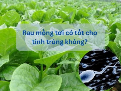 Giải đáp: Rau mồng tơi có tốt cho tinh trùng không?