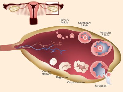 Biết rõ quá trình rụng trứng giúp chị em theo dõi được ngày rụng trứng
