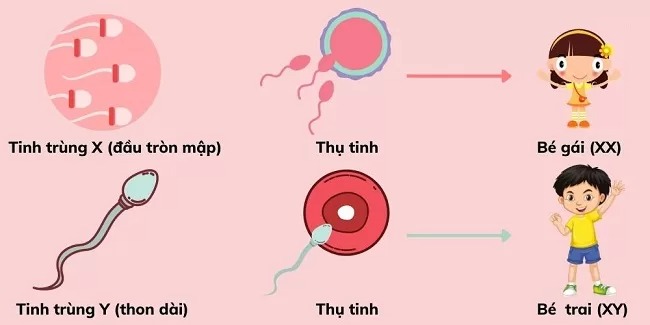 Tinh trùng Y và tinh trùng X