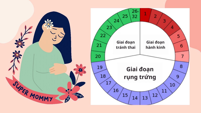Trứng sau khi rụng sống được 12 đến 24 giờ