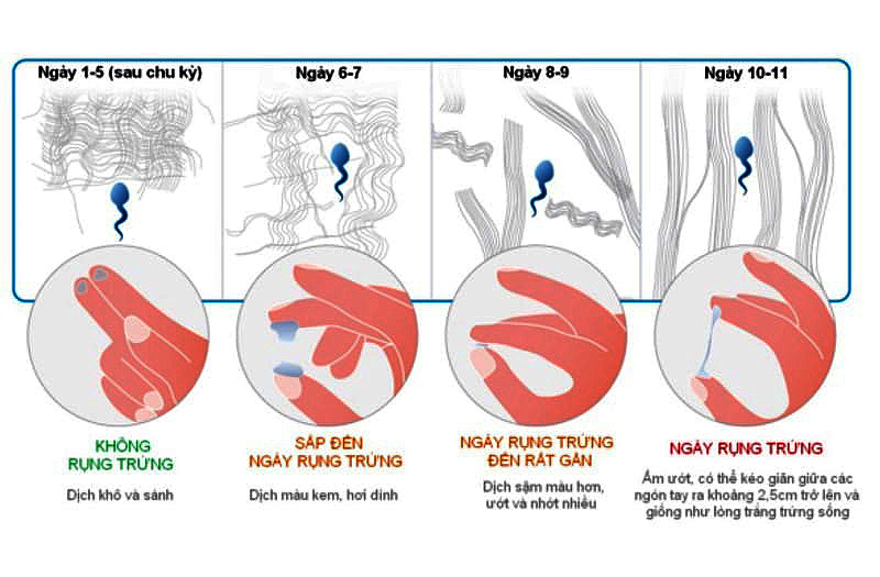 Dấu hiệu để nhận biết quá trình rụng trứng đang diễn ra