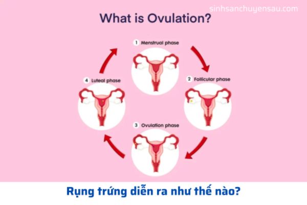 Quá trình rụng trứng diễn ra như thế nào