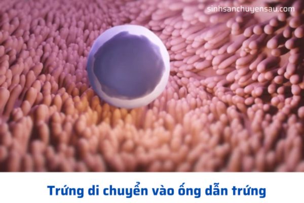 Trứng di chuyển đến tử cung diễn ra kéo khoảng 3 đến 4 ngày