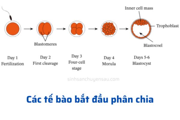 Hợp tử di chuyển xuống ống dẫn trứng và phân chia thành các tế bào nhỏ
