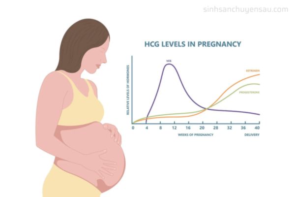 Hormone sẽ thay đổi khi mang thai