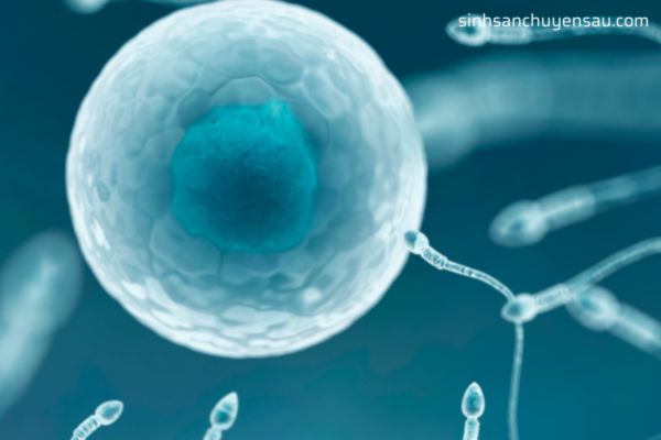 Nhận biết trứng đã gặp tinh trùng qua các dấu hiệu